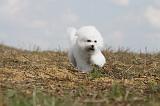 BICHON FRISE 141